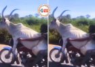 Cow Bike Ride Viral News: गाय को बाइक राइड करवाने निकला लड़का, इसे देखकर हिल गया इंटरनेट, भारत का ये वीडियो अब विदेशों में भी हो रहा वायरल, देखें हैरान कर देने वाला वीडियो...