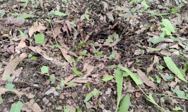 सुकमा-नक्सलियों के मंसूबों को जवानों ने किया नाकामयाब,5किलो के प्रेसअर बम को बरामद कर मौके पर किया निष्क्रिय