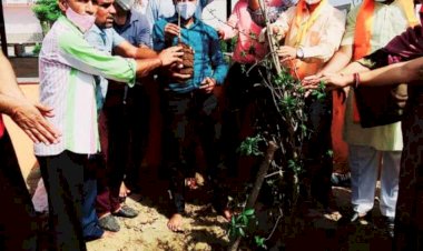 दुर्लभ कल्पवृक्ष का जोड़ा लगा कॉलोनीवासियों को पिलाई लेमन टी