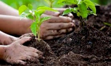 CG ब्रेकिंग: प्रति एकड़ 10 हजार: खेतों में जंगल उगाने की याेजना.... खेतों में पेड़ लगाने वालों को 10-10 हजार रूपए प्रति एकड़ देगी सरकार.... ये खत्म करने की भी तैयारी... देखें डिटेल.....