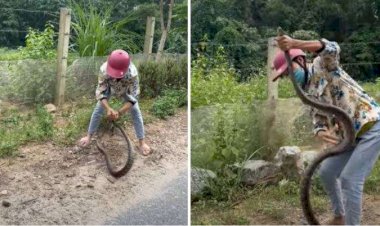 VIDEO: दिल दहलाने वाला वीडियो आया सामने.... खतरनाक सांप को महिला ने इस तरह किया काबू.... देखें VIDEO......