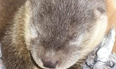 विलुप्ती के कगार पर पहुंच गए जलीय जीव यूरेशियन ओटर,दूसरी बार मिला छत्तीसगढ़ के इस शहर के नदी में पढ़े पूरी खबर