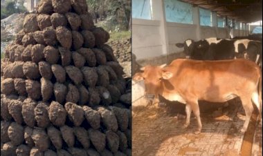 CG ब्रेकिंग: चोरी का अजीबोगरीब मामला.... 800 किलो गोबर की हो गई चोरी.... पुलिस ने दर्ज किया केस.... पड़ताल में जुटी पुलिस.....