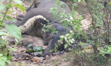 बिग CG न्यूज: मृत हाथी मामले में बड़ी कार्रवाई.... 3 अफसर अटैच और 2 कर्मचारी सस्पेंड.... डीएफओ मुख्यालय में अटैच.... जानें मामला.....