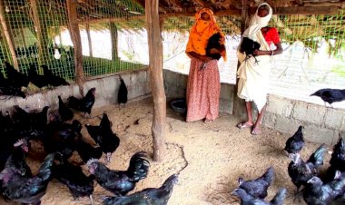 कड़कनाथ से मिल रही अच्छी सेहत के साथ आर्थिक उन्नति ढोंढरा की दुर्गा स्व-सहायता समूह आत्मनिर्भरता की ओर अग्रसर