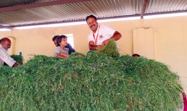 श्री मेवाड़ सेवा संस्थान की प्रेरणा से कॉइन हाउस में हराचारा किया भेंट