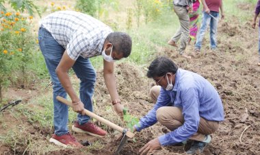 रामाराम गौठान में रोपे गए फलदार पौधे...सलाना 10 लाख तक की आय अर्जित कर सकेगी समूह की महिलाएं...