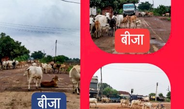 मुख्यमंत्री जी देखो बेमेतरा जिले में आपके योजना का खुलेआम उड़ाया जा रहे धज्जियां रोका-छेका योजना का नही हो रहा है देवरबीजा बीजामें पालन,चौबीसों घंटे सडकों पर बैठे रहते है मवेशी…