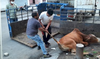 गौभक्त लखवानी ने एक्सीडेंटल गौवंश को अस्पताल पहुंचाकर बचाई जान