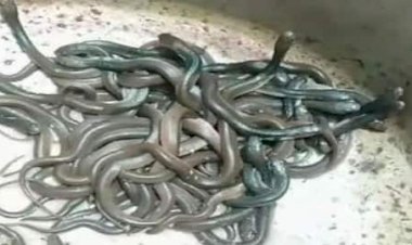 घर से निकले 41 सांप: खुदाई के दौरान घर में मिला सांपों का डेरा.... घर की खुदाई के दौरान निकले 41 सांप.... 41 कोबरा और अंडे देख ग्रामीणों में दहशत.... फिर जो हुआ......