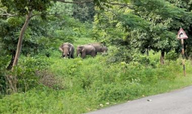 अब फिर से डुबान क्षेत्र में तीन दतैल हाथी..धमतरी रेंज के अरौद डुबान क्षेत्र में पहुंच...एहतियात के तौर पर अरौद ग्राम पंचायत क्षेत्र के आसपास के 9 गांव के स्कूलों को किया गया बंद....वन विभाग की टीम लगातार हाथियों पर नजर रखी हुई है...