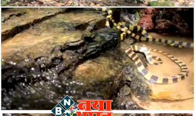 CG नागपंचमी विशेष VIDEO: नागपंचमी में छोड़े गए अनेक प्रजातियो के सांप.... 65 से अधिक सांपो को जंगल में गया छोड़ा.... अद्भुत नजारा को देखने लोगों में रहा उत्साह.... देखें गजब का VIDEO.....