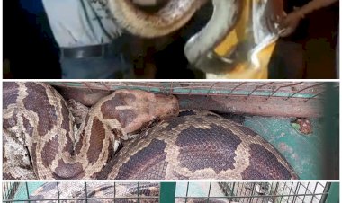 10 फीट का अजगर VIDEO: 10 फीट का अजगर मिलने से मचा हड़कंप.... अजगर देखकर डरे लोग.... फिर जो हुआ.... वक्त रहते लोगों ने ऐसे बचाई अपनी जान.... देखें VIDEO......