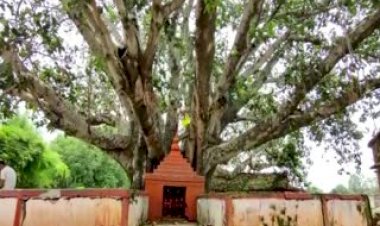 देश की आजादी का गवाह बना बरगद का पेड़..धमतरी जिले के भैंसामुड़ा गांव में एक बरगद का वृक्ष है जिसे 15 अगस्त 1947 को रोपा गया था....आज यह विशाल वृक्ष बन चुका है ...जानिए इसके पीछे की पूरी  कहानी.....