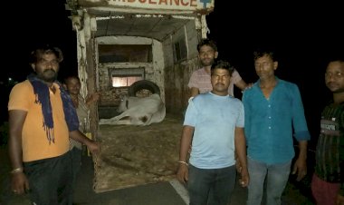 एक्सीडेंटल गौवंश को देर रात हॉस्पिटल पहुंचाकर करवाया इलाज