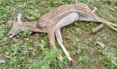 कुत्तों के झुंड ने चीतल पर किया हमला...हुई मौत...बिरगुड़ी रेंज के बोराई सीतानदी टाईगर रिजर्व बीट का मामला..