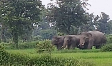 धमतरी जिले के मगरलोड क्षेत्र में दो दिन से घूम रहे दतैल हाथी...35 किलोमीटर चलकर जलकुंभी के जंगल में पहुंचे..सतत निगरानी कर रहे  है... वन विभाग की टीम