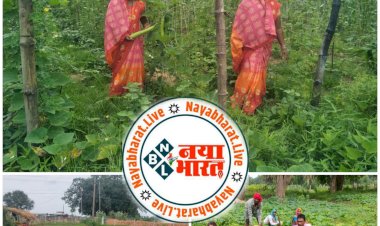 चारागाह बना समूह के स्वावलम्बन का जरिया, महिलाएं सामुदायिक बाड़ी में उत्पादित कर रहीं जैविक सब्जियां..ग्राम पचपेड़ी की महिलाएं गौठानों में दे रहीं बहुआयामी गतिविधियों को अंजाम...