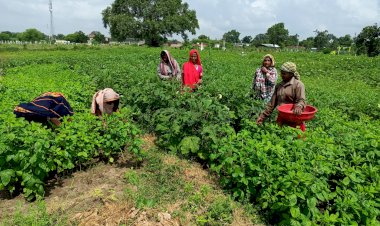 सफलता की कहानी -रोशनी महिला स्वसहायता समूह अमलडीहा की महिलाएं बढ़ रही है स्वावलंबन की ओर,