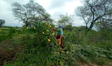 आदर्श गौठान परेवाडीह में ढाई एकड़ क्षेत्र में ले रहीं सब्जीवर्गीय फसलें...आय में वृद्धि के साथ समूह की महिलाओं की जागी इच्छाशक्ति...