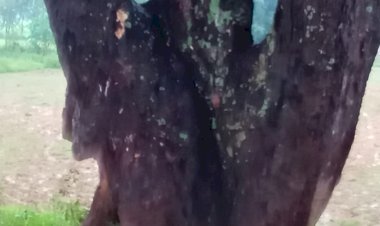 *गाज की चपेट में आने से युवक की मौके पर मौत...*