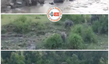CG 39 हाथियों का उत्पात VIDEO: एक साथ 39 हाथियों को गांव के पास देख लोगों का दहल गया दिल.... 3 घरों को तोड़ा.... 25 किसानों की फसलों को रौंदा दिया.... सुबह घंटों नदी में नहाते रहे.... देखें VIDEO......