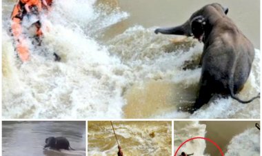 पत्रकार की मौत LIVE VIDEO: महानदी में फंसे हाथी को बचाने की कोशिश में 4 लोगों की मौत.... रेस्क्यू अभियान के दौरान पलटी नाव.... लाइव कवरेज कर रहे पत्रकार ने भी गंवाई जान.... कैमरामैन गंभीर.... बचावकर्मी लापता.... देखें VIDEO.......