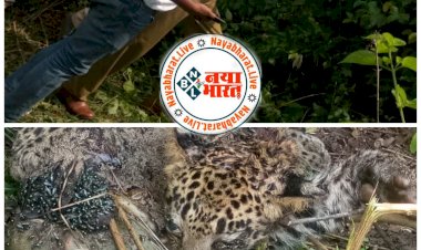 CG तेंदुआ का शव मिला : नगरी ब्लाक के गढ़डोंगरी पंचायत के डोहलापारा की पहाड़ी पर मिला तेंदुआ का शव...वन विभाग की टीम इस मामले की जांच में जुटी..!