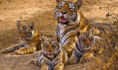 बिग CG न्यूज: NTCA ने जारी किया आदेश.... गुरु घासीदास नेशनल पार्क बैकुंठपुर अब बना टाइगर रिज़र्व.... विश्व के मानचित्र में टाइगर रिज़र्व के रूप में कोरिया का नाम आया.... देखें आदेश.....