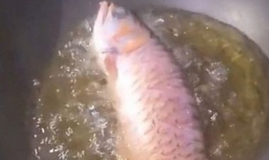 ...जब टिकटॉकर पत्नी हल्दी-मिर्च लगाकर खा गई पति की पालतू मछली.... Aquarium साफ नहीं करने पर गुस्साई पत्नी ने पति की पसंदीदा मछली को निकालकर किया फ्राई.... और फिर.......