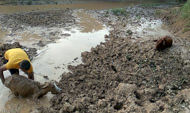 पंडरिया के वार्ड क्रमांक 13 में 7 घंटे से फंसे हुए दो मवेशी को अकेले युवक के द्वारा सुरक्षित निकाला गया....