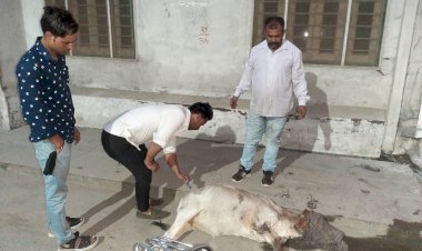 समाचार पत्र वितरक लखवानी ने बीमार बछड़े को पहुंचाया हॉस्पिटल