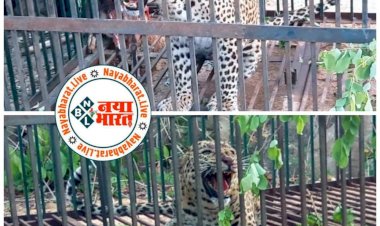 CG VIDEO ब्रेकिंग: आदमखोर तेंदुआ वन विभाग के पिंजरे में हुआ कैद....तेंदुए के हमले से तीन बच्चों की हो चुकी है मौत….तेंदुए के दहशत से मिली निजात... देखने पहुँचे ग्रामीण की भीड़… जानिए कैसे मिशन तेंदुआ रहा कामयाब... देखिए VIDEO.....