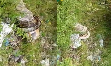 VIDEO: भूख मिटाने के लिए नीलगाय को जिंदा ही निगल गया विशालकाय अजगर.... वन विभाग की टीम के छूटे पसीने.... देखें खौफनाक VIDEO......