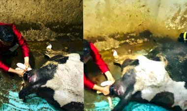 CG- IPS ने कराया गाय का प्रसव VIDEO: IPS बन गए वेटनरी डॉक्टर.... बछिया के दो पांव बाहर.... पूजा के कपड़ों में ही जुटे.... केयरटेकर नहीं था तो खुद ही करायी गाय की डिलेवरी…. बोले- 'अंदर का किसान आज भी जिंदा है'.... देखें VIDEO......
