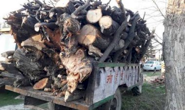 CG:दलाली का खेल-दलालों का दबदबा,बेमेतरा जिले के साजा- देवकर में लकड़ी के अवैध व्यापार धडल्ले से