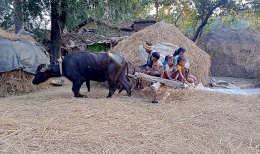 आधुनिक युग में आज भी कई गांवों में पारंपरिक तौर पर बैलगाड़ी और बेलन से धान की होती है मिसाई बच्चे भी बेलन और बैलगाड़ी में बैठकर लेते है मजा पढ़े पूरी खबर