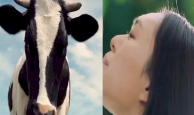 Seoul Milk Advertisement Video: डेयरी कंपनी ने गाय से की महिलाओं की तुलना!….विज्ञापन में गाय की जगह दिखाईं महिलाएं…फिर जो हुआ…सोशल मीडिया पर जमकर मचा बवाल….जाने पूरा मामला…देखे विडियो……..