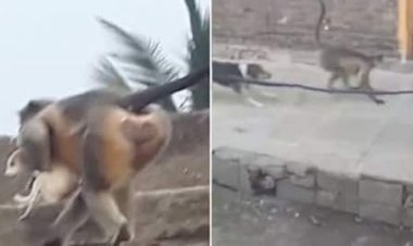 जानवरों के 'गैंगवार' का VIDEO: बंदरों और कुत्तों में खूनी जंग.... खून का बदला खून से ले रहे बंदर.... एक-एक कर मार दिए 250 कुत्ते.... मचा हड़कंप.... देखिए VIDEO.....