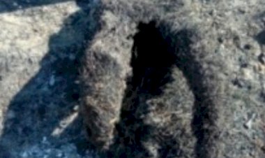 CG- खलिहान में किसान दंपति की खौफनाक मौत: अलाव जलाकर खेत के मचान पर सोये थे पति-पत्नी.... आग फैलने से दोनों की जलने से दर्दनाक मौत....  गांव में पसरा मातम... ठंड से बचने के लिए जलाया था अलाव.....