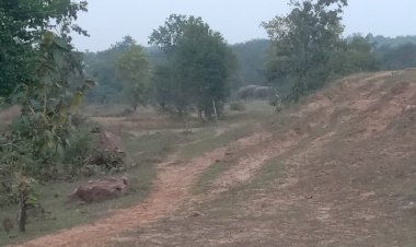 गजराज ब्रेकिंग : 4 शावक समेत 30 हाथियों के दल का फिर हुआ एंट्री....लोगों में दहशत, वन और सहकारिता विभाग के अमला हुए चौकन्ने....... मुनादी कराकर लोगों किया जा रहा सतर्क,बीते समय हाथियों के हमले से एक युवक की गई थी जान...SDM कौशिक बोले.. पढ़िए पूरी खबर..!