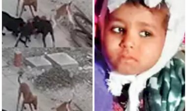 VIDEO आवारा कुत्तों ने मासूम को शिकार बनाया: 4 साल की बच्ची को कुत्तों के झुंड ने घेरा.... सिर, कान और हाथ नोंच खाए.... फिर जो हुआ.... देखें दिल दहला देने वाला VIDEO.......