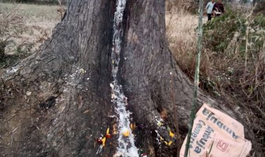 नीम के पेड़ से निकला सफेद तरल पदार्थ,ग्रामीणों ने की पूजा अर्चना क्या है इसके पीछे दैवीय शक्ति या विज्ञान जाने सब कुछ पढ़े पूरी खबर
