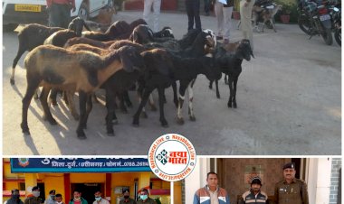 CG ब्रेकिंग: भेड़-बकरी चोरों के गिरोह पर कार्यवाही.... लग्जरी गाड़ी से करते थे तस्करी.... ‘खरगोश’ दो साल में खा गया 1000 बकरे.... भेड़-बकरी चोरी कर ‘खरगोश’ मनाता था पार्टी.... सरगना सहित 3 गिरफ्तार......