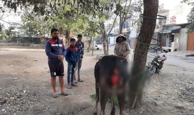 काटा निकली गौ माता को पशु चिकित्सालय पहुंचाकर करवाया उपचार