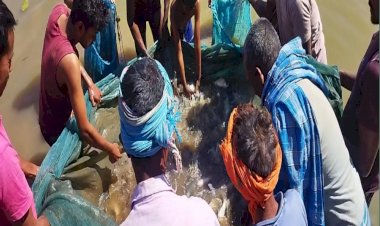 कुंवरपुर में समूह के लोग मछली पालन कर अच्छी कमाई के साथ कर रहे आर्थिक उन्नति।