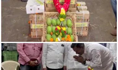 'आम' के दीवाने ऐसे भी: 50 सालों में टूटा आम की कीमत का रिकॉर्ड.... आम की हुई अनोखी नीलामी.... 31 हजार रुपए में बिकी इस आम की एक पेटी.... व्यापारियों को बंपर बिक्री की उम्मीद.... ऐसा तो 50 साल में भी नहीं हुआ......
