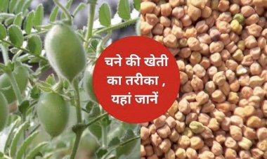 CG में चने की खेती का बढ़ता क्रेज : एक साल में चने के रकबे में 52 हजार हेक्टेयर की रिकार्ड वृद्धि....यह बढ़ोत्तरी बीते सालों की औसत वृद्धि से 5 गुना से भी ज्यादा...पढ़िए इस साल कितने लाख हेक्टेयर में हो रही चने की खेती.......
