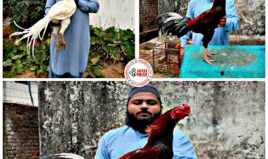 CG का शख़्स है मुर्गों का शौकीन: इस युवक के पास हैं सिंगापुर, अफगानिस्तान से लेकर UAE तक के मुर्गे.... पाल रखे हैं 1-1 लाख के कई मुर्गे.... जानिए खासियत.... देखें तस्वीरें......