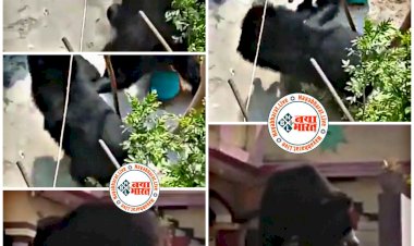 CG- 2 भालुओं में झड़प VIDEO: 2 भालू घर के आंगन में ही घुस गए.... घर के अंदर घुसकर लड़ने लगे 2 भालू.... आधे घंटे बाद दीवार फांदकर दूसरे घर में घुसा भालू.... फिर जो हुआ.... दहशत में आए लोग.... देखें VIDEO......